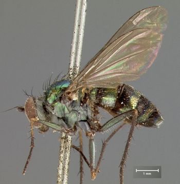 Media type: image;   Entomology 12943 Aspect: habitus lateral view